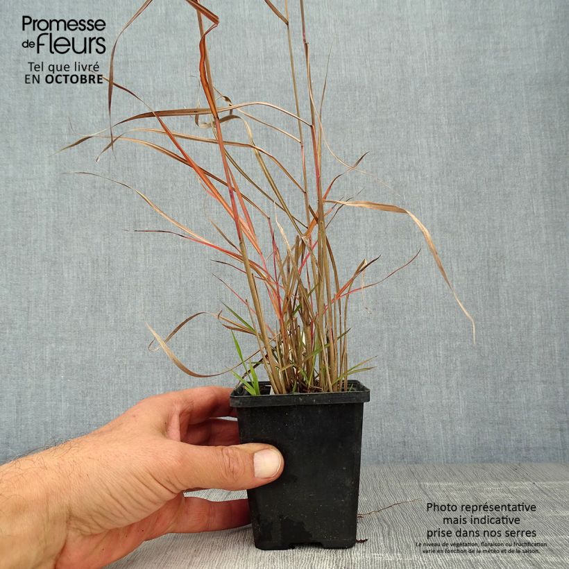 Example of Miscanthus sinensis Ferner Osten - Roseau de Chine Godet de 8/9 cm as you get in automne