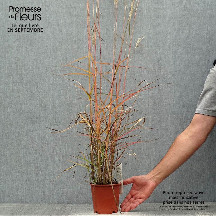 Example of Miscanthus sinensis Ferner Osten - Roseau de Chine Pot de 1L/1,5L as you get in automne