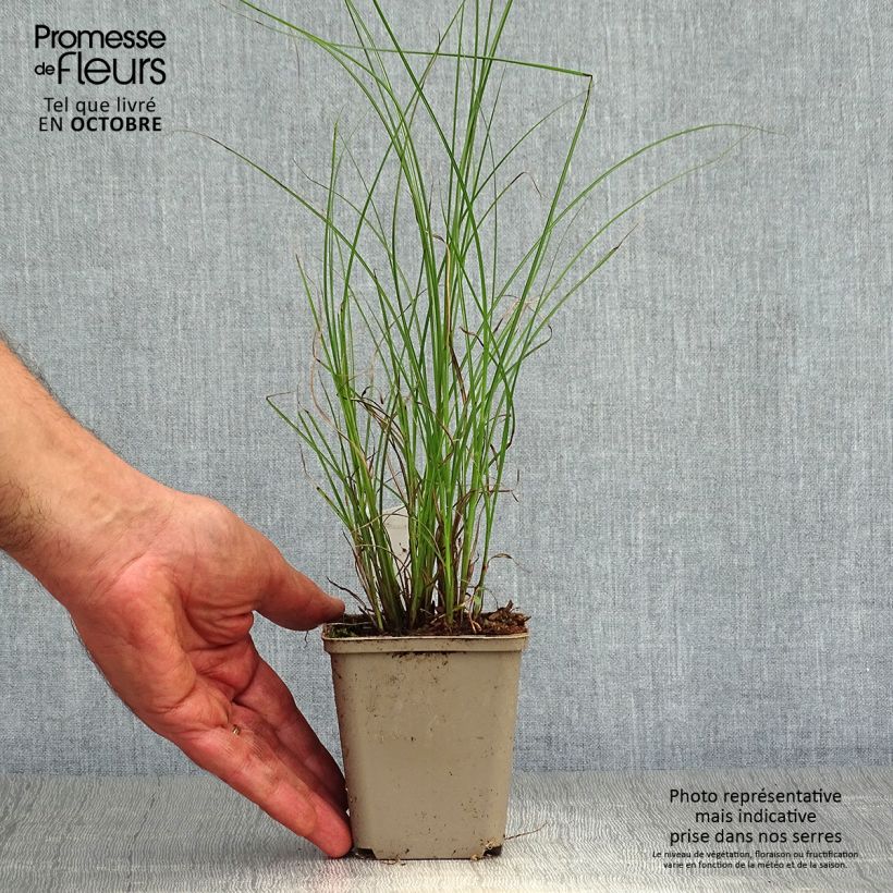 Example of Miscanthus sinensis Flamingo - Eulalie - Roseau de Chine Godet de 8/9 cm as you get in automne