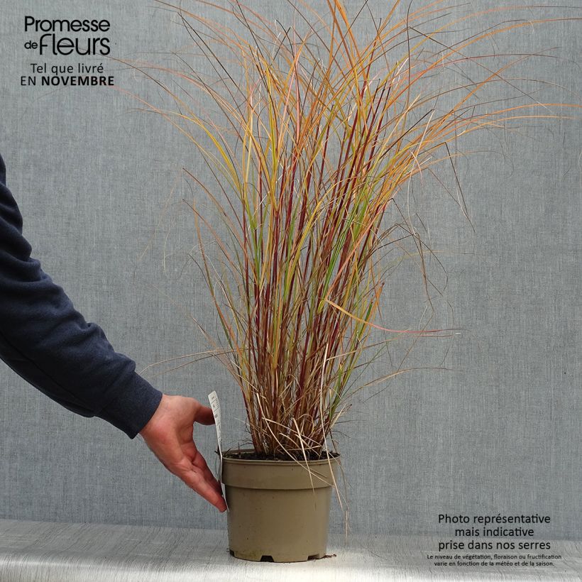 Example of Miscanthus sinensis Flamingo - Eulalie - Roseau de Chine Pot de 2L/3L as you get in automne