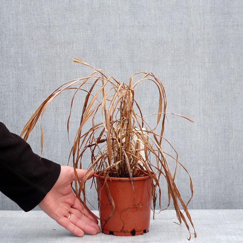 Example of Miscanthus sinensis Ghana - Roseau de Chine Pot de 1L/1,5L as you get in hiver