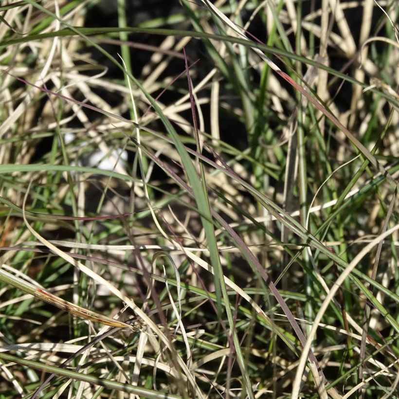 Miscanthus sinensis Gnom - Eulalie, Roseau de Chine (Foliage)