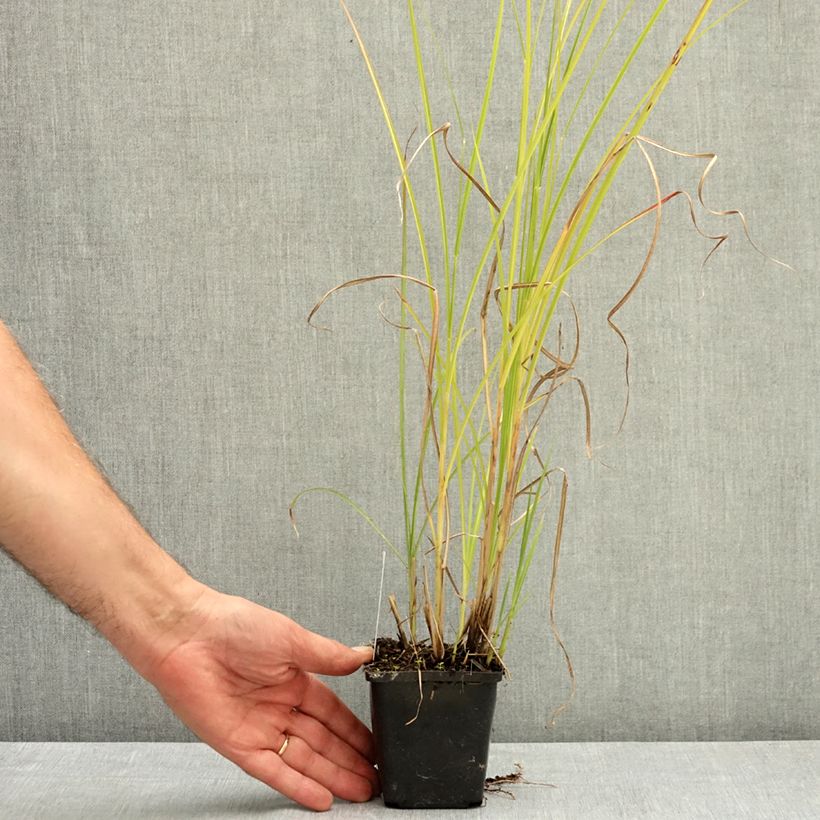 Example of Miscanthus sinensis Grosse Fontäne - Eulalie Godet de 8/9 cm as you get in ete