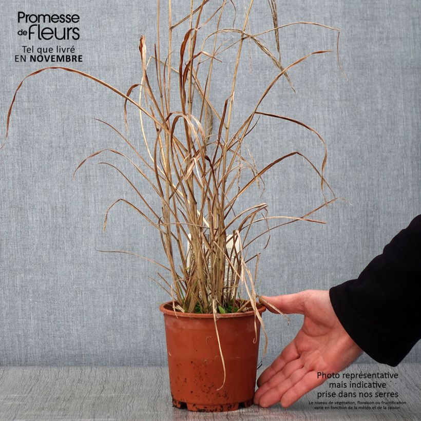Example of Miscanthus sinensis Kleine Fontäne (Petite Fontaine) Pot de 1L/1,5L as you get in automne