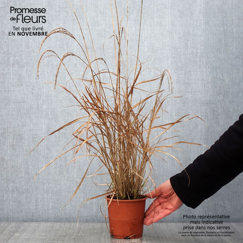 Example of Miscanthus sinensis Kleine Silberspinne - Roseau de Chine Pot de 1L/1,5L as you get in automne