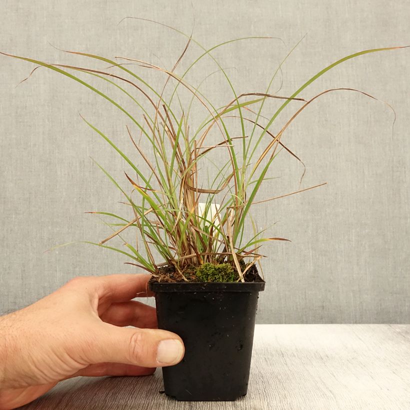Example of Miscanthus sinensis Krater - Eulalie, Roseau de Chine Godet de 8/9 cm as you get in automne