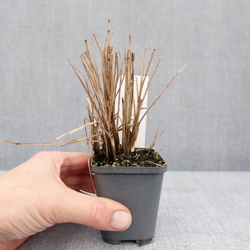 Example of Miscanthus sinensis Morning Bright - Roseau de Chine Godet de 8/9 cm as you get in hiver