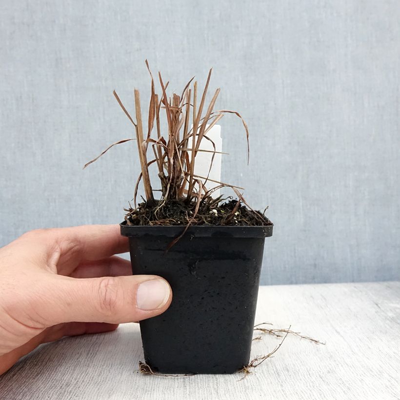 Example of Miscanthus sinensis Purpurascens, Eulalie Godet de 8/9 cm as you get in automne