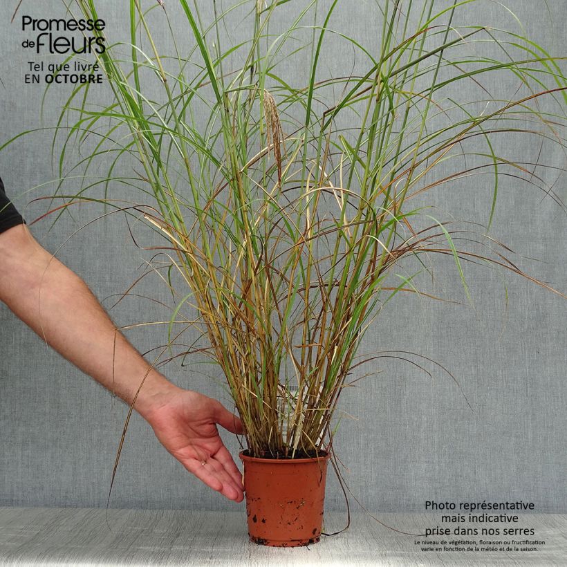 Example of Miscanthus sinensis Red Chief - Roseau de Chine Pot de 1,5L/2L as you get in automne