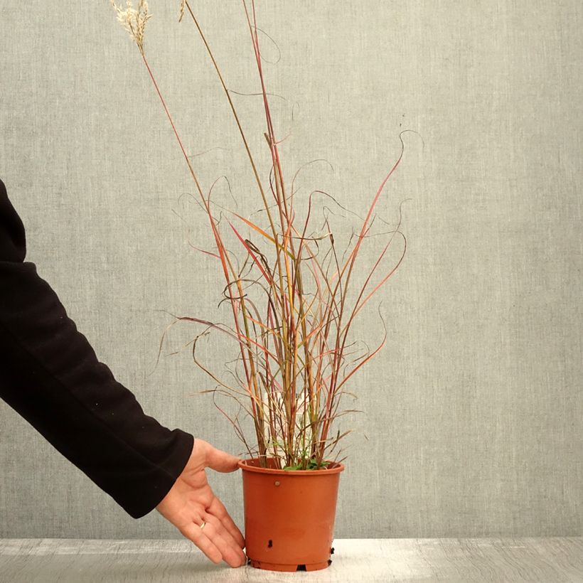 Example of Miscanthus sinensis Samurai - Roseau de Chine Pot de 1L/1,5L as you get in automne
