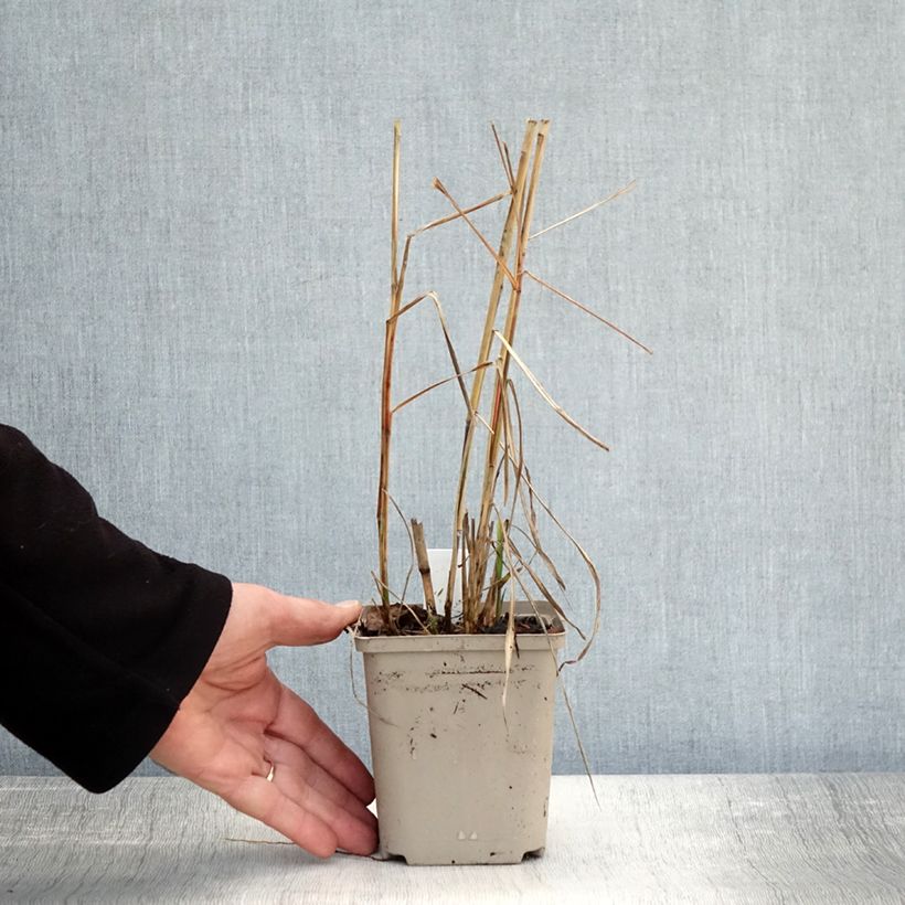 Example of Miscanthus sinensis Sarabande - Eulalie, Roseau de Chine Godet de 8/9 cm as you get in automne