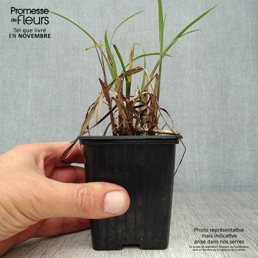 Example of Miscanthus transmorrisonensis - Roseau de Chine Godet de 8/9 cm as you get in automne