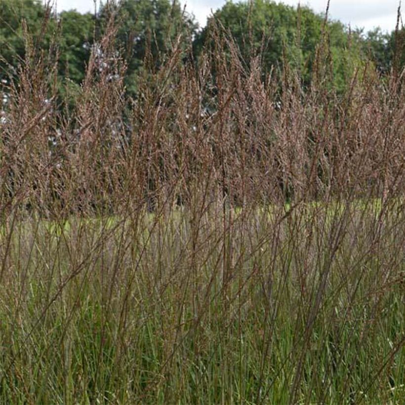 Molinia arundinacea Karl Foerster - Molinie (Flowering)