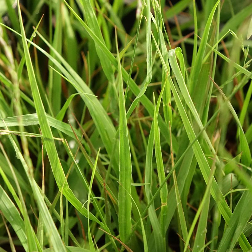 Molinia arundinacea Karl Foerster - Molinie (Foliage)