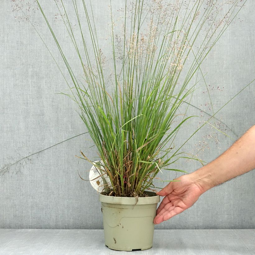 Example of Molinia caerulea Banshee - Molinie bleue Pot de 3L/4L as you get in ete