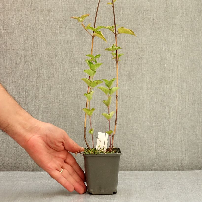 Example of Monarda fistulosa Tetraploid - Bergamote rose Godet de 8/9 cm as you get in ete