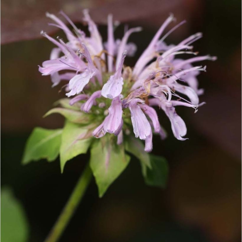 Monarde Beauty of Cobham - Bergamote rose (Flowering)