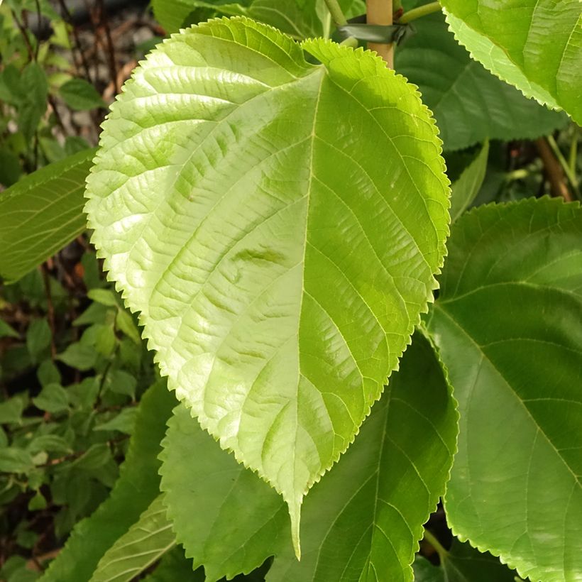 Morus alba Giant Fruit - Mûrier blanc (Foliage)
