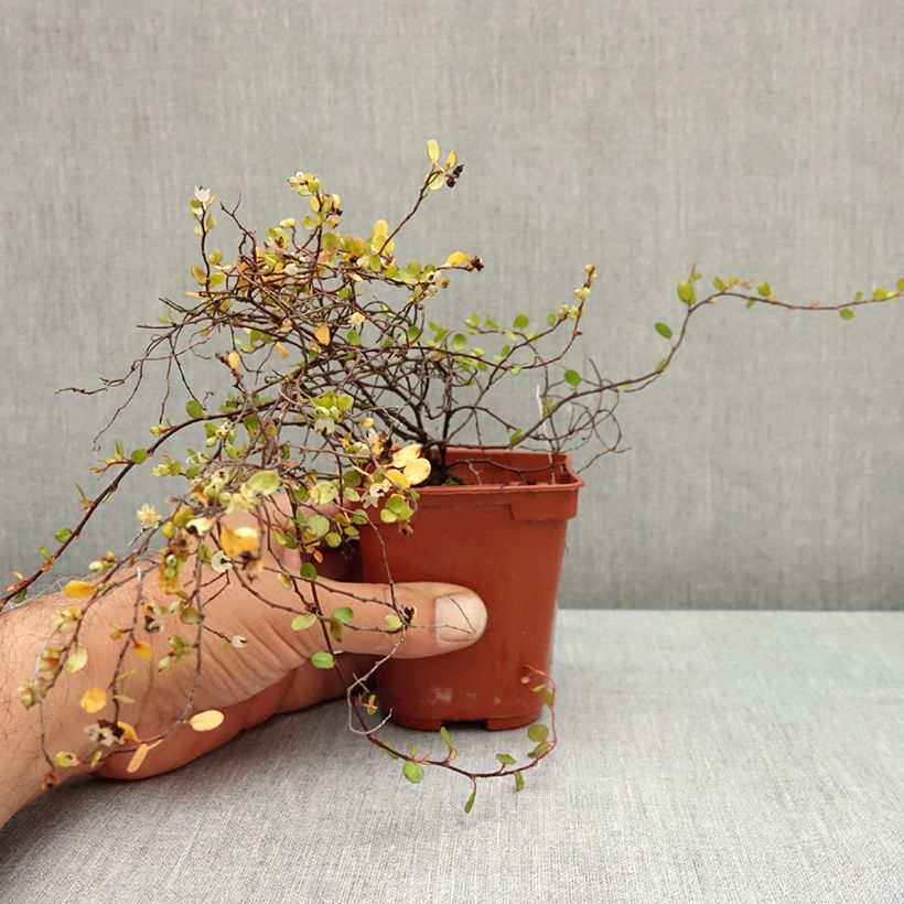 Example of Muehlenbeckia complexa Golden Girl - Muehlenbeckie Godet de 8/9 cm as you get in ete