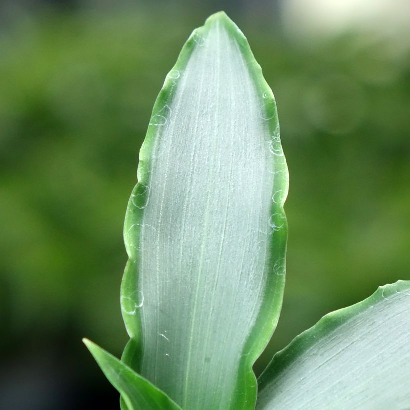Murdannia Bright Star (Foliage)