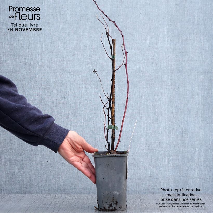 Example of Mûre des jardins Dorman Red Bio Pot de 1,5L/2L as you get in automne