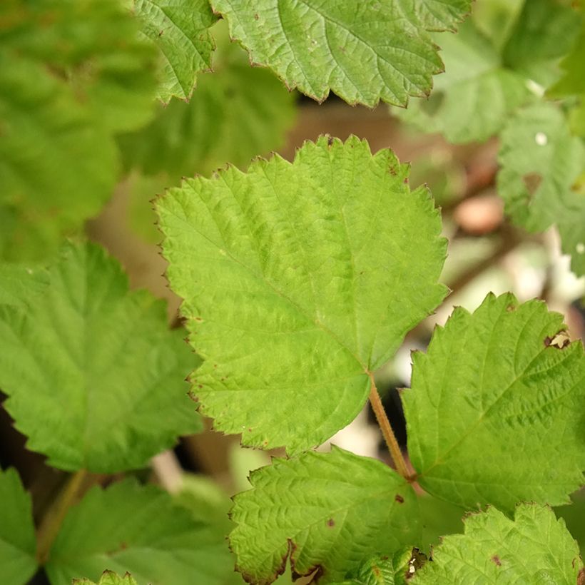 Mûre des jardins Dorman Red Bio (Foliage)