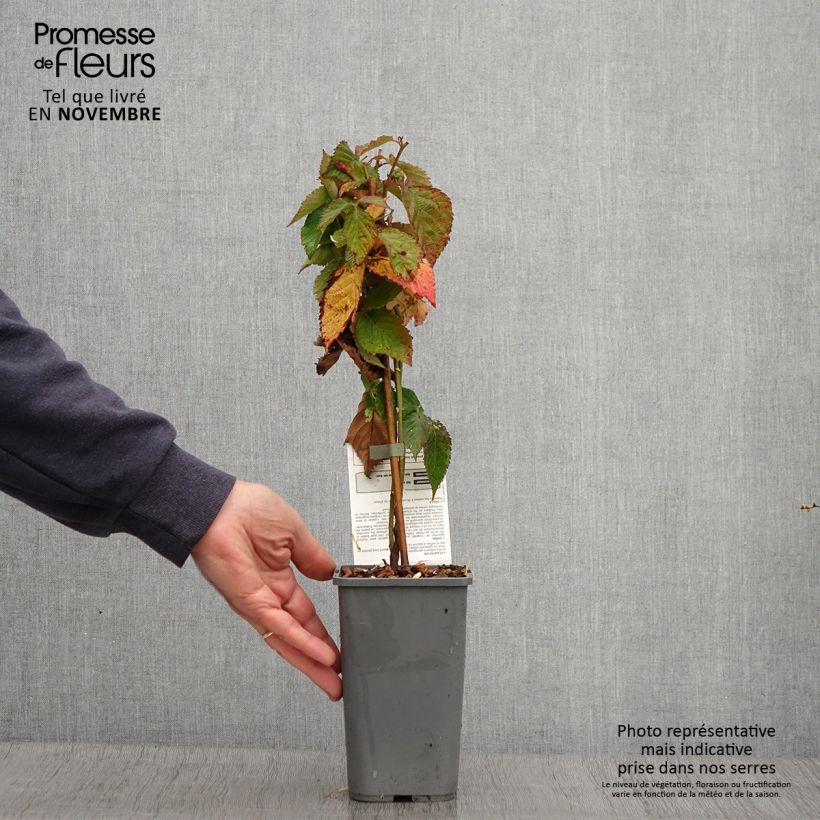 Example of Mûre des jardins Little Black Prince Pot de 1,5L/2L, Touffe as you get in automne