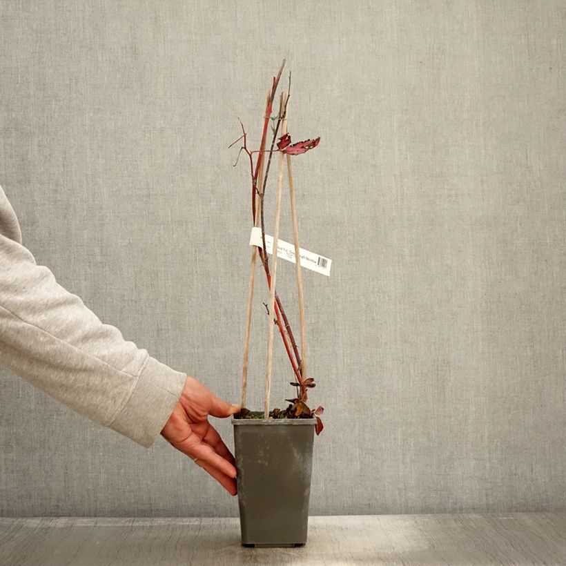 Example of Mûre Direttissima Montblanc - Rubus fruticosus  Pot de 2L/3L, Touffe as you get in automne
