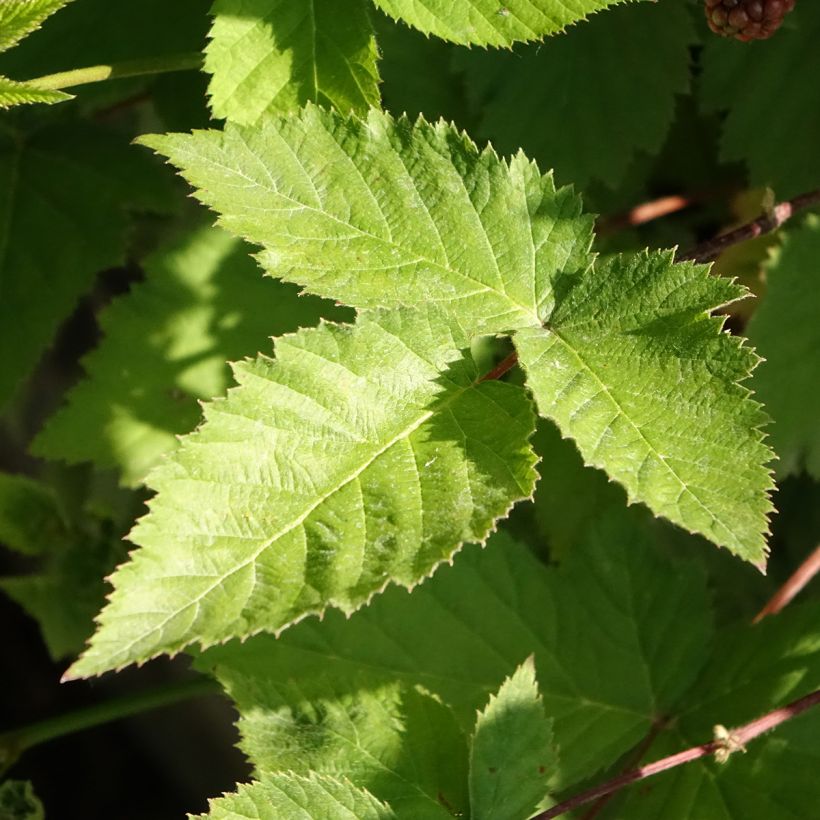 Mûre Dirksen Bio (Foliage)