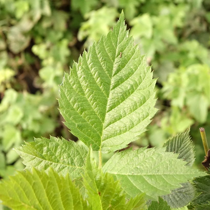 Mûre sans épines Loch Maree - Rubus fruticosus  (Foliage)