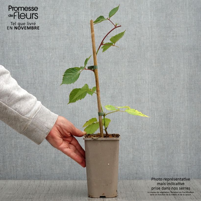 Example of Mûre sans épines Loch Maree - Rubus fruticosus  Pot de 1,5L/2L as you get in automne