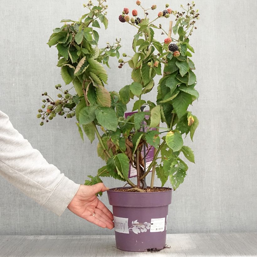 Example of Mûre naine Lucky Berry - Rubus fruticosus Pot de 4L/5L, Touffe as you get in automne