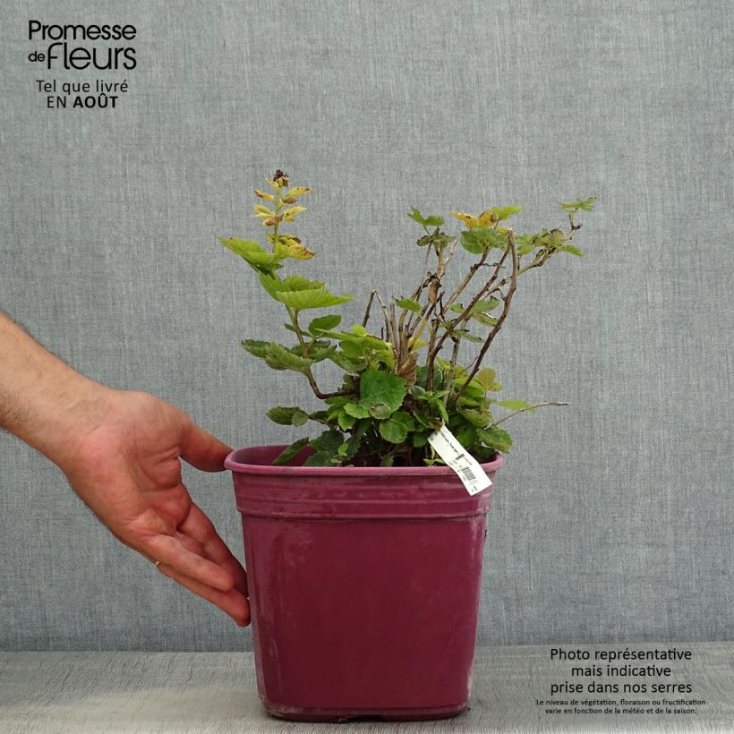 Example of Mûre naine sans épines Purple Opal - Rubus fruticosus  Pot de 4L/5L as you get in ete