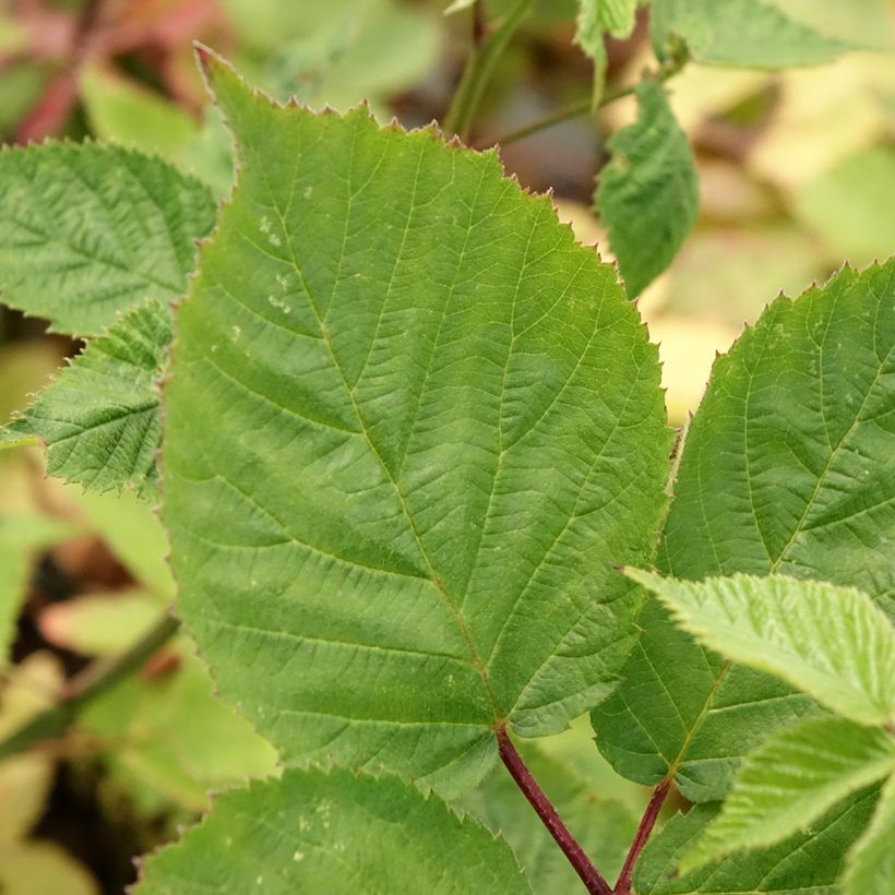 Mûre sans épines Asterina (Foliage)