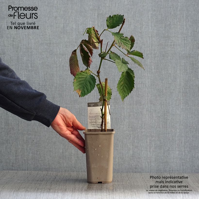 Example of Mûre sans épines Asterina Pot de 1,5L/2L as you get in automne