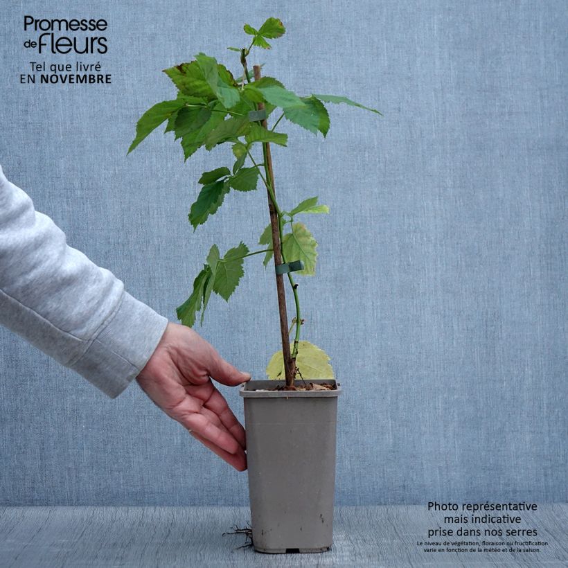 Example of Mûre sans épines Columbia Star Pot de 1,5L/2L as you get in automne