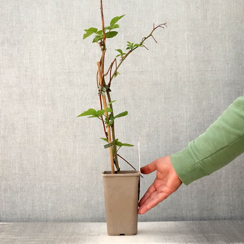 Example of Mûre sans épines Dirksen Thornless - Rubus fruticosus  Pot de 1,5L/2L as you get in ete