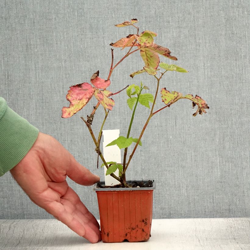 Example of Mûre sans épines Dirksen Thornless - Rubus fruticosus  Godet de 8/9 cm as you get in ete