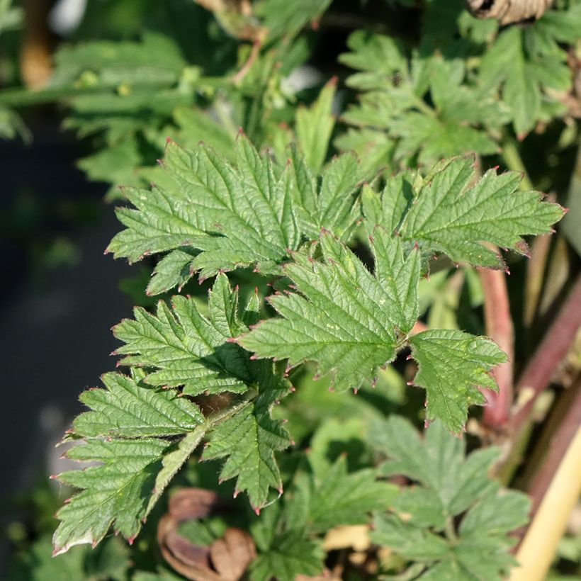 Mûre sans épines Geante Des Jardins (Foliage)