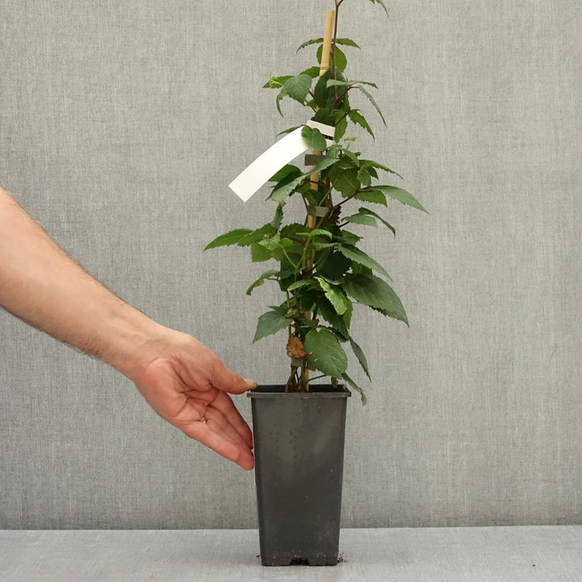 Example of Mûre sans épines Jumbo Pot de 1,5L/2L as you get in ete