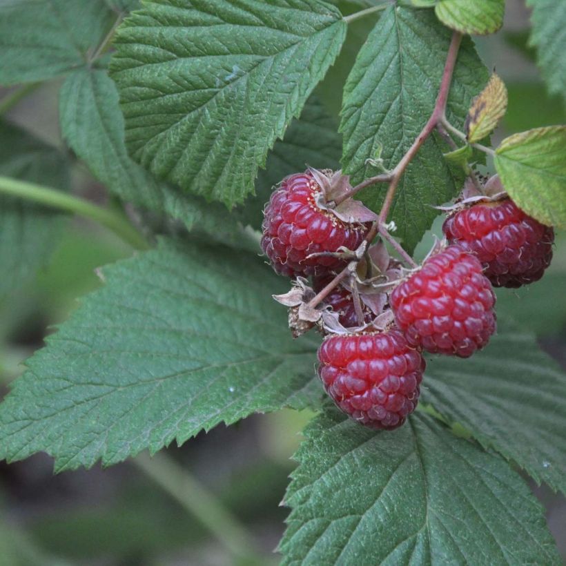 Mûre sans épines Loganberry - Mûre-framboise (Foliage)