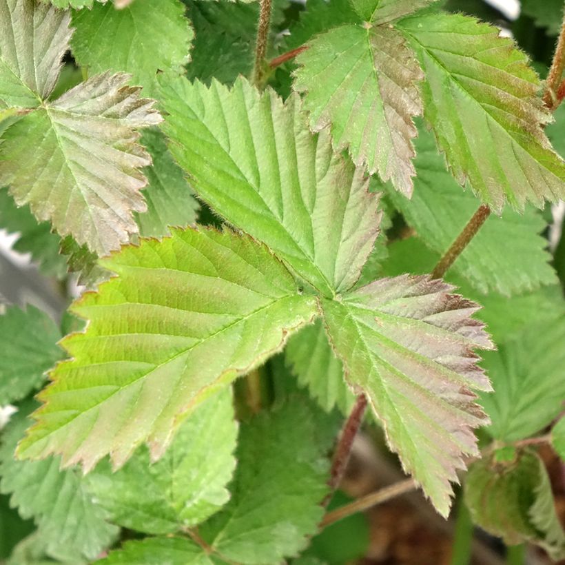 Mûre sans épines Navaho (Foliage)