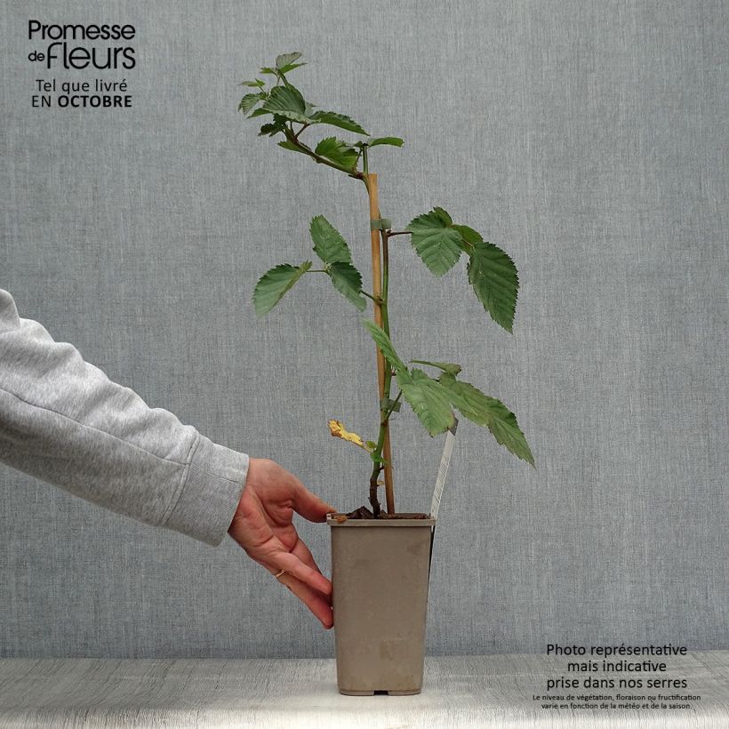 Example of Mûre sans épines Navaho Pot de 1,5L/2L, Touffe as you get in automne