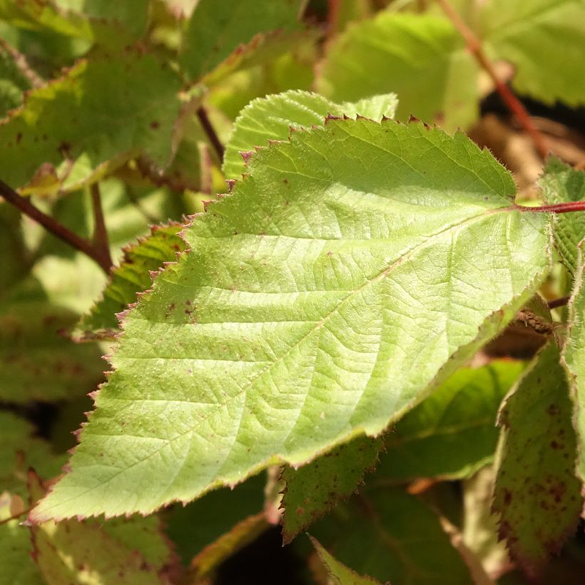 Mûre sans épines Oregon Thornless (Foliage)