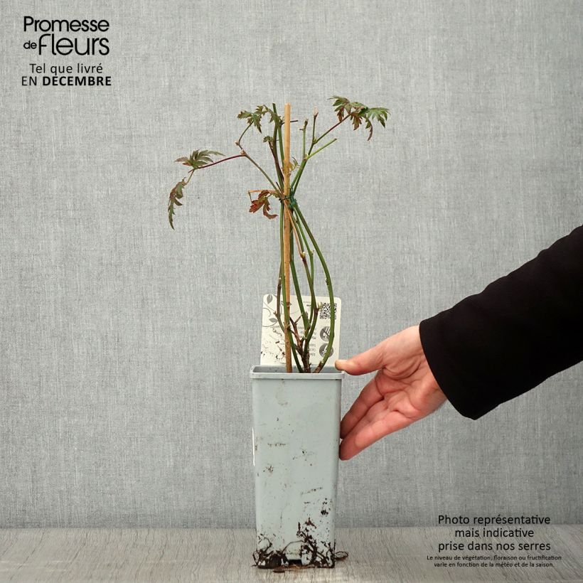 Example of Mûre sans épines Oregon Thornless Pot de 1,5L/2L as you get in automne