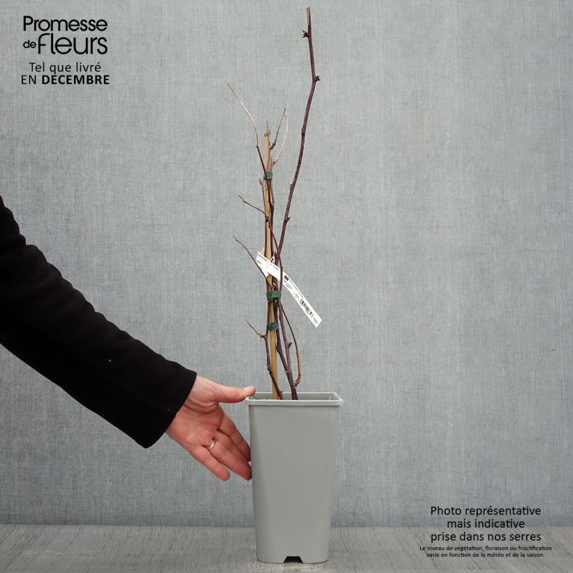 Example of Mûre sans épines Oregon Thornless Pot de 2L/3L as you get in automne