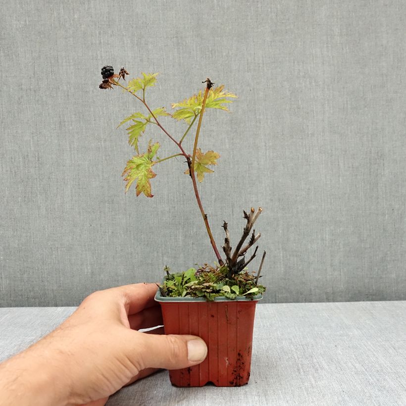 Example of Mûre sans épines Thornless Evergreen Godet de 8/9 cm as you get in ete
