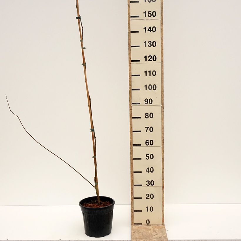 Example of Mûrier blanc King's White - Morus alba var. laevigata Pot de 4L/5L as you get in hiver