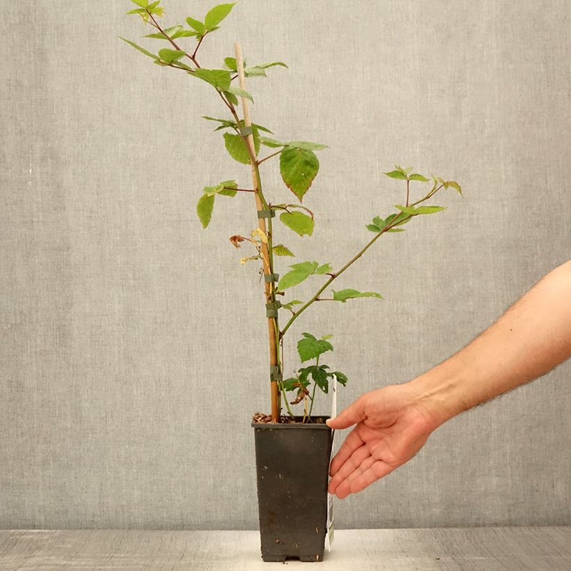 Example of Mûrier-framboisier Boysenberry Pot de 1,5L/2L as you get in ete