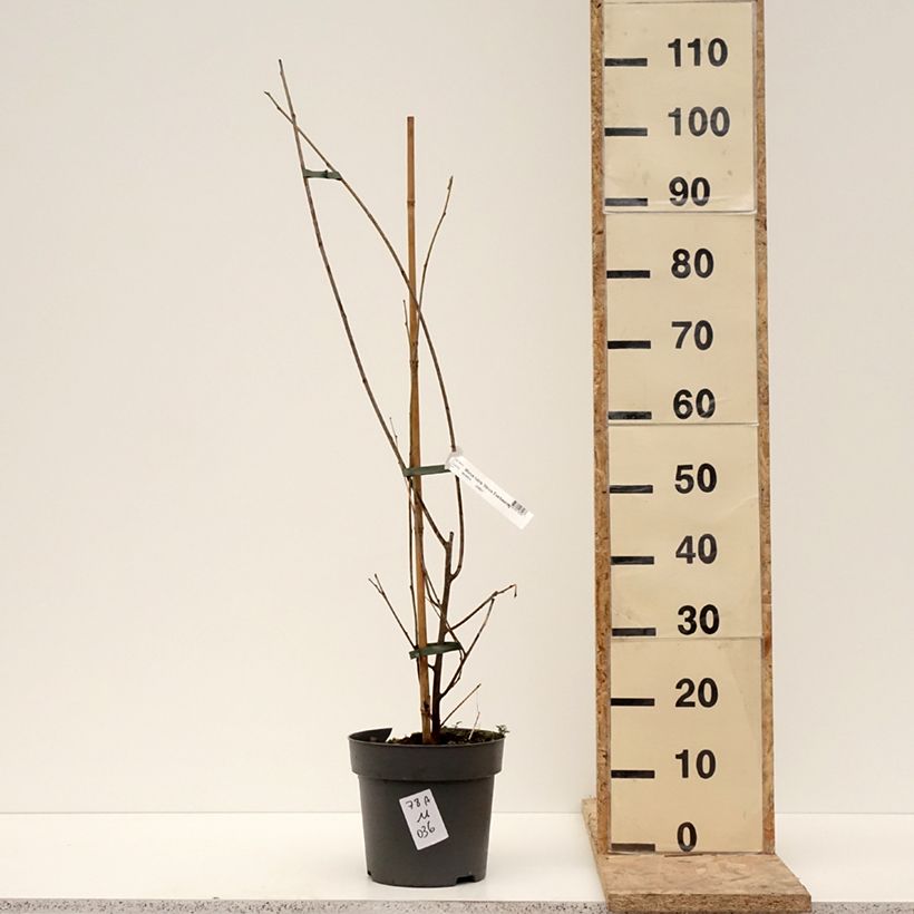 Example of Mûrier hybride Illinois Everbearing - Morus x rubra Pot de 4L/5L as you get in hiver